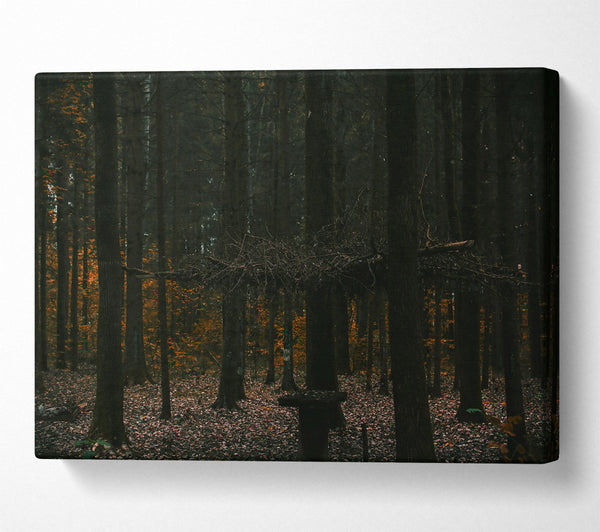 Orange Light In The Woods Canvas Wall Art