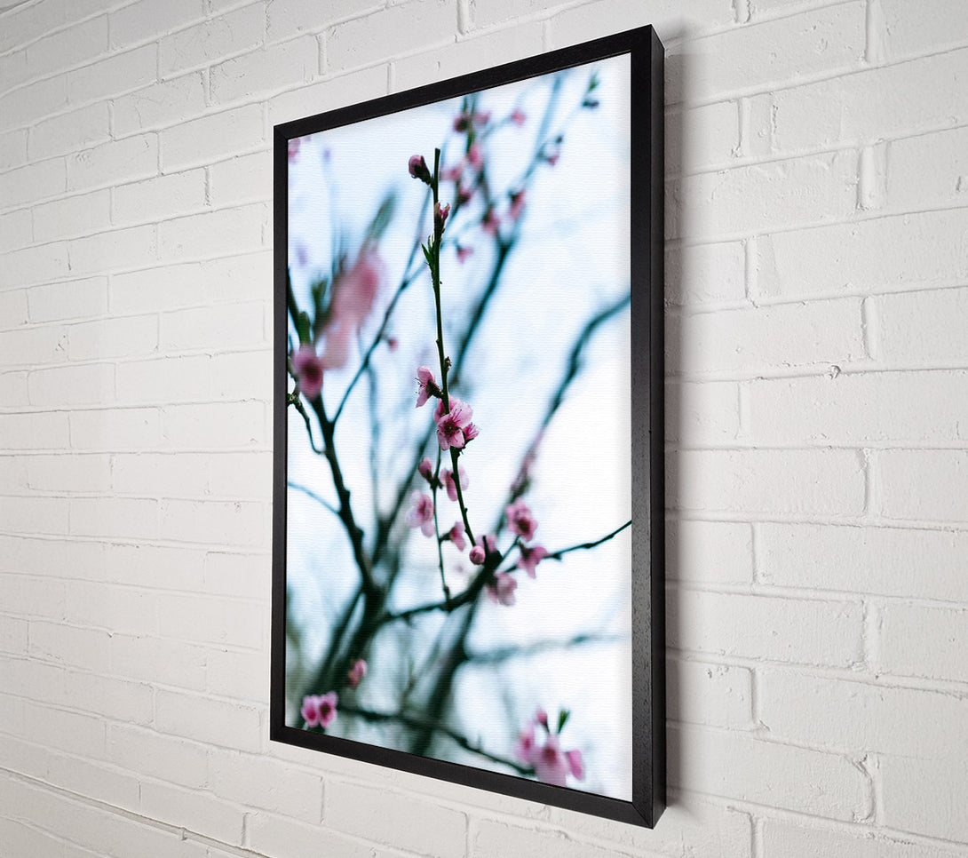  A Canvas Print of Pink Blossoms In Bloom Canvas Wall Art