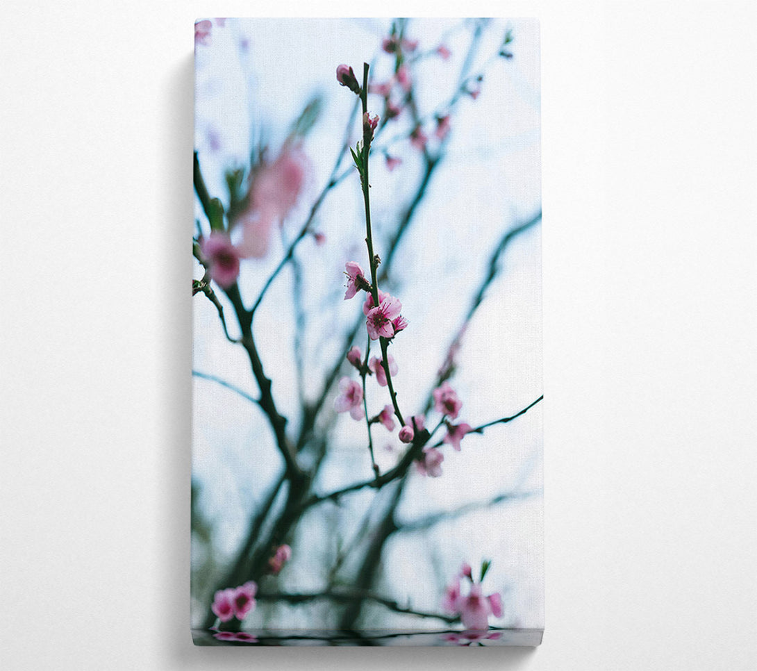  A Canvas Print of Pink Blossoms In Bloom Canvas Wall Art
