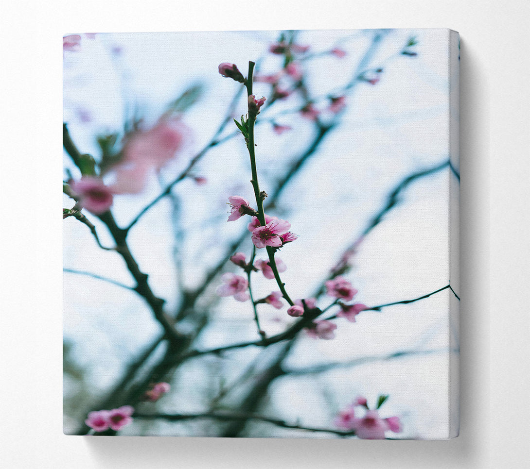  A Canvas Print of Pink Blossoms In Bloom Canvas Wall Art