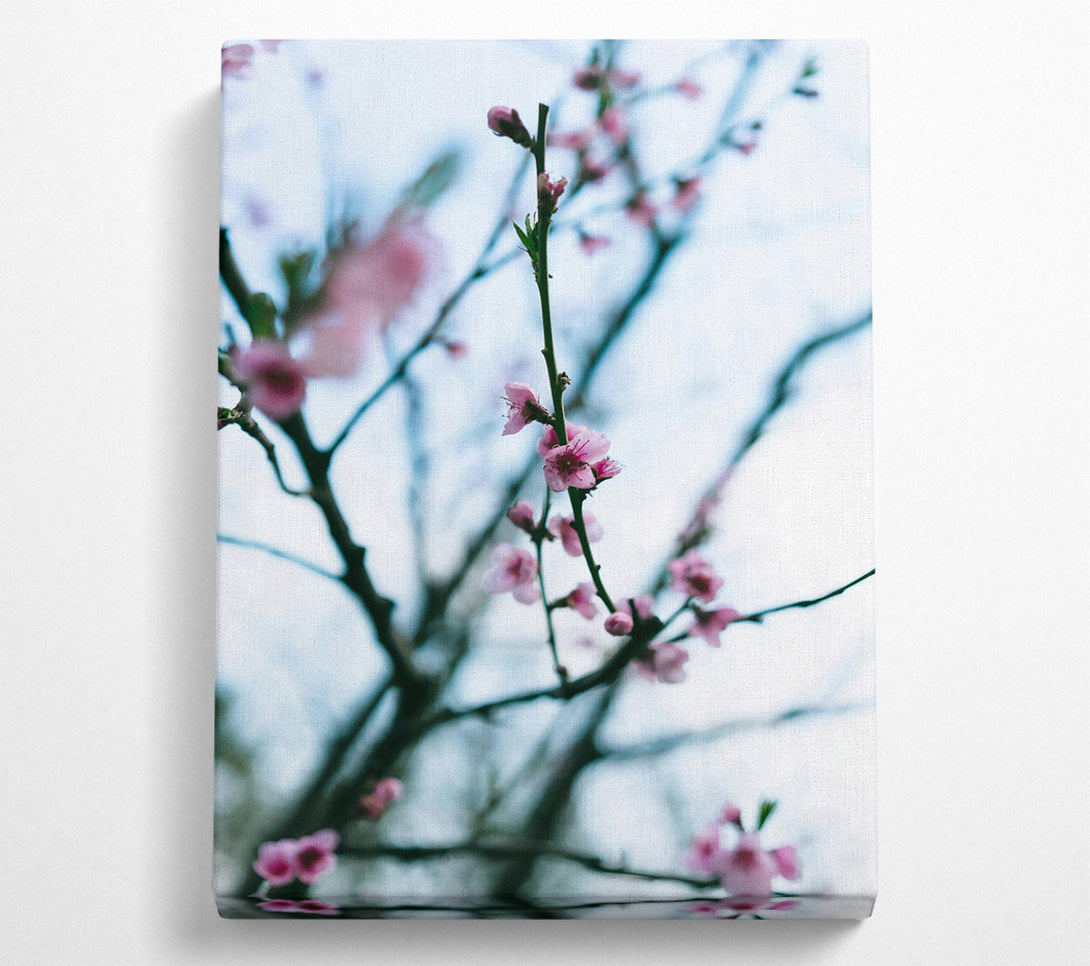 A Canvas Print of Pink Blossoms In Bloom Canvas Wall Art