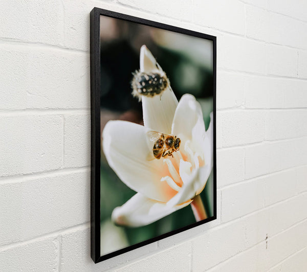 White Petal Buzzing