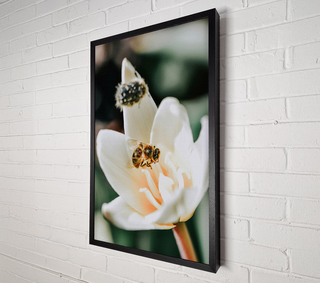 A Canvas Print of White Petal Buzzing Canvas Print