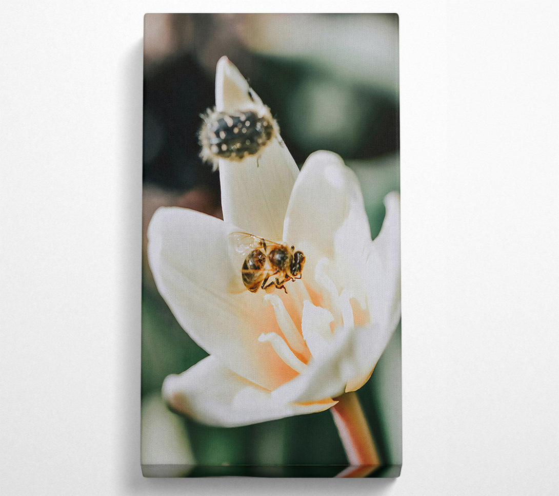  A Canvas Print of White Petal Buzzing Canvas Print