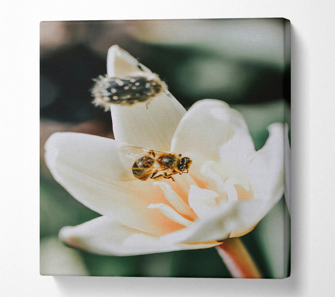 A Canvas Print of White Petal Buzzing Canvas Print