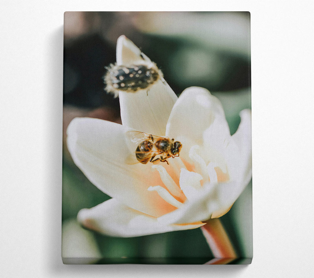  A Canvas Print of White Petal Buzzing Canvas Print