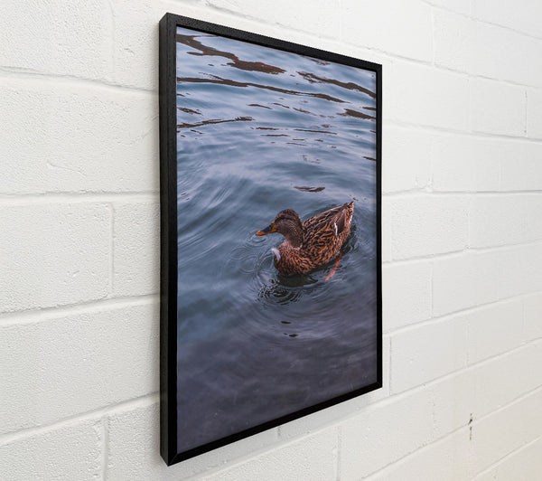 Blue Duck Ripples