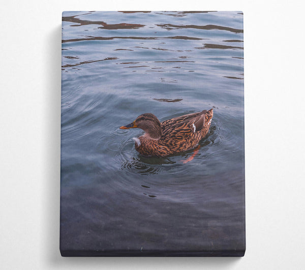  A Canvas Print of Blue Duck Ripples Canvas Print