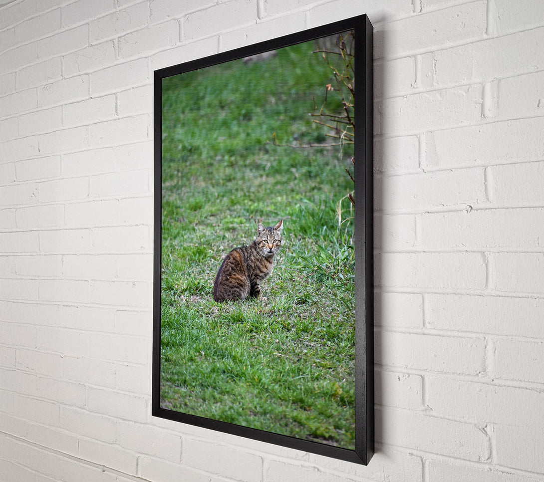  A Canvas Print of Green Eyes In Green Grass Canvas Print
