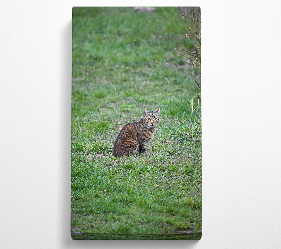  A Canvas Print of Green Eyes In Green Grass Canvas Print