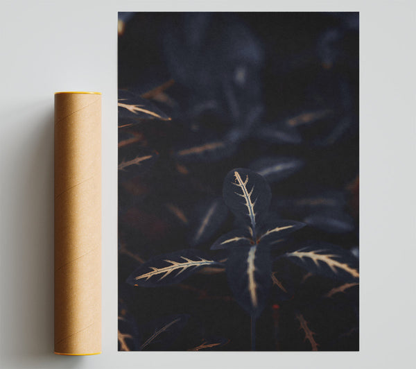 Midnight Veined Green