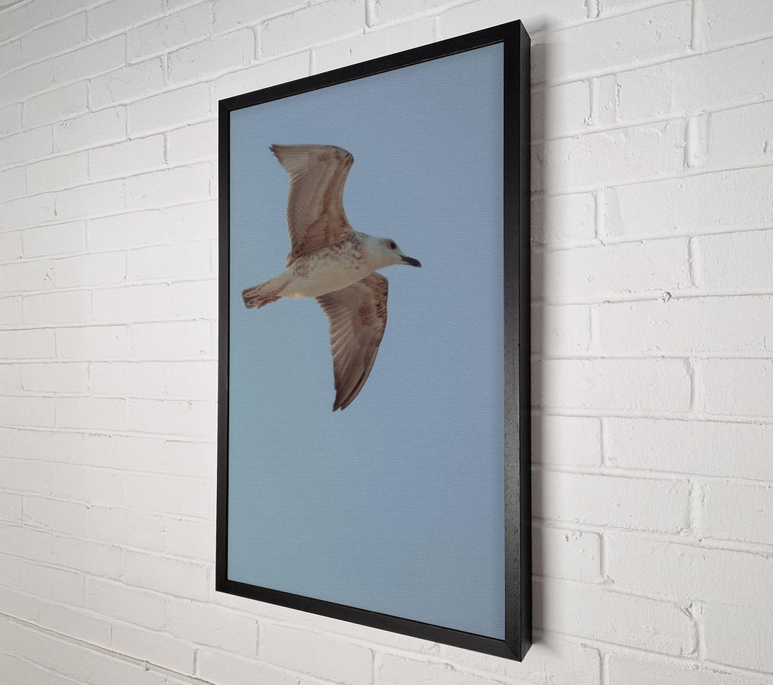  A Canvas Print of White Seagull Soaring Canvas Print