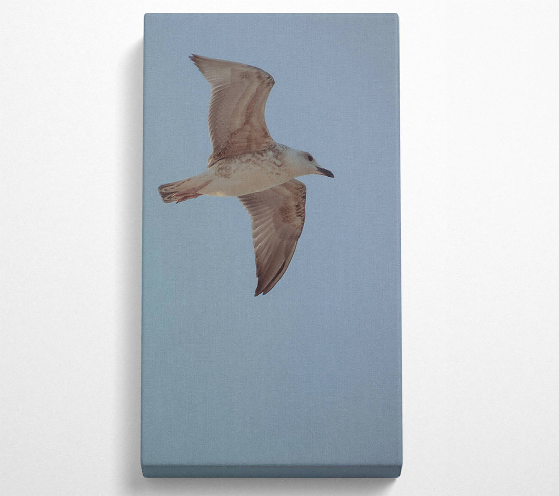  A Canvas Print of White Seagull Soaring Canvas Print