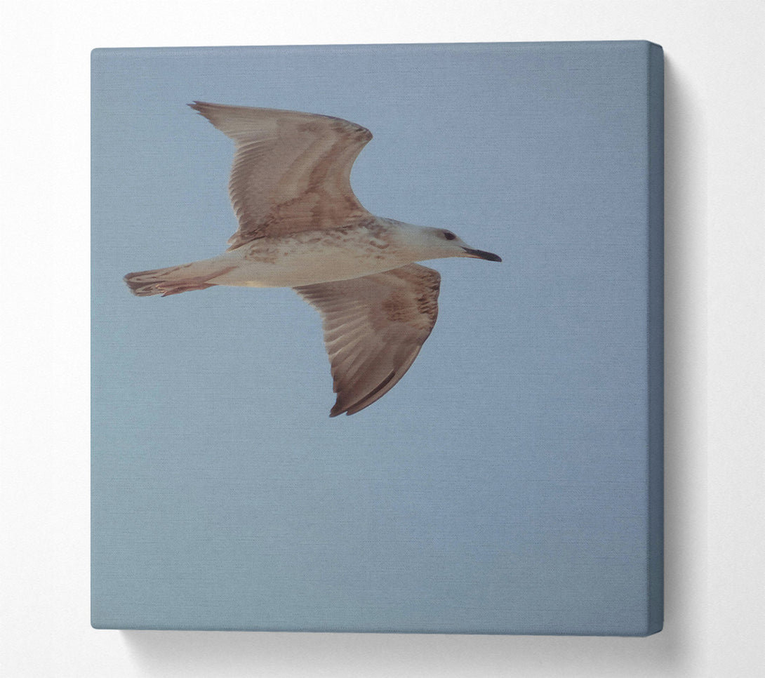  A Canvas Print of White Seagull Soaring Canvas Print
