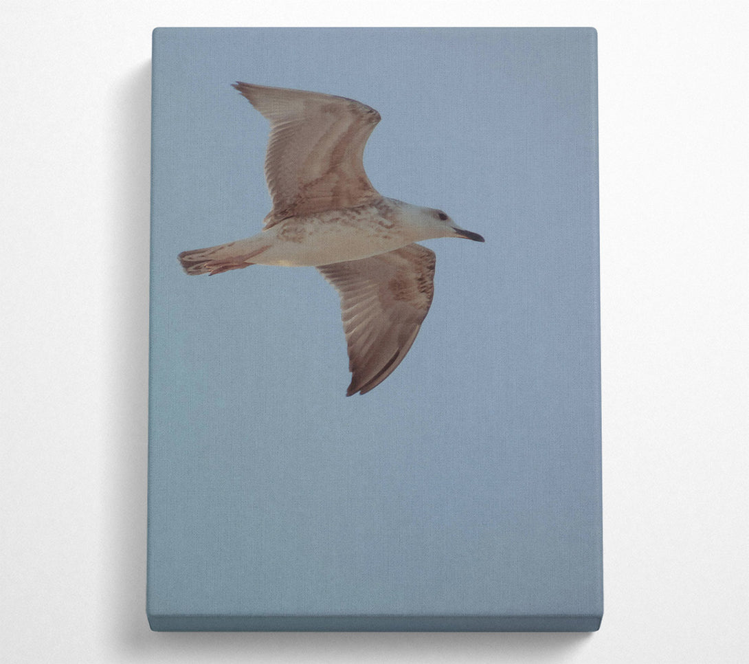 A Canvas Print of White Seagull Soaring Canvas Print