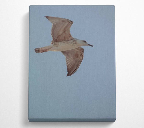  A Canvas Print of White Seagull Soaring Canvas Print
