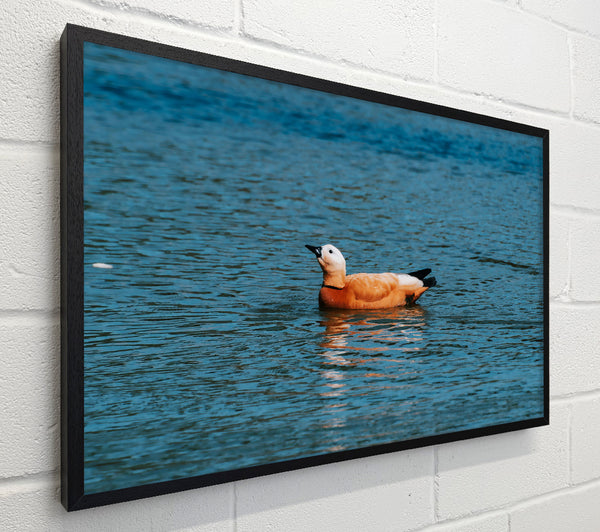 Orange Duck In Blue Water