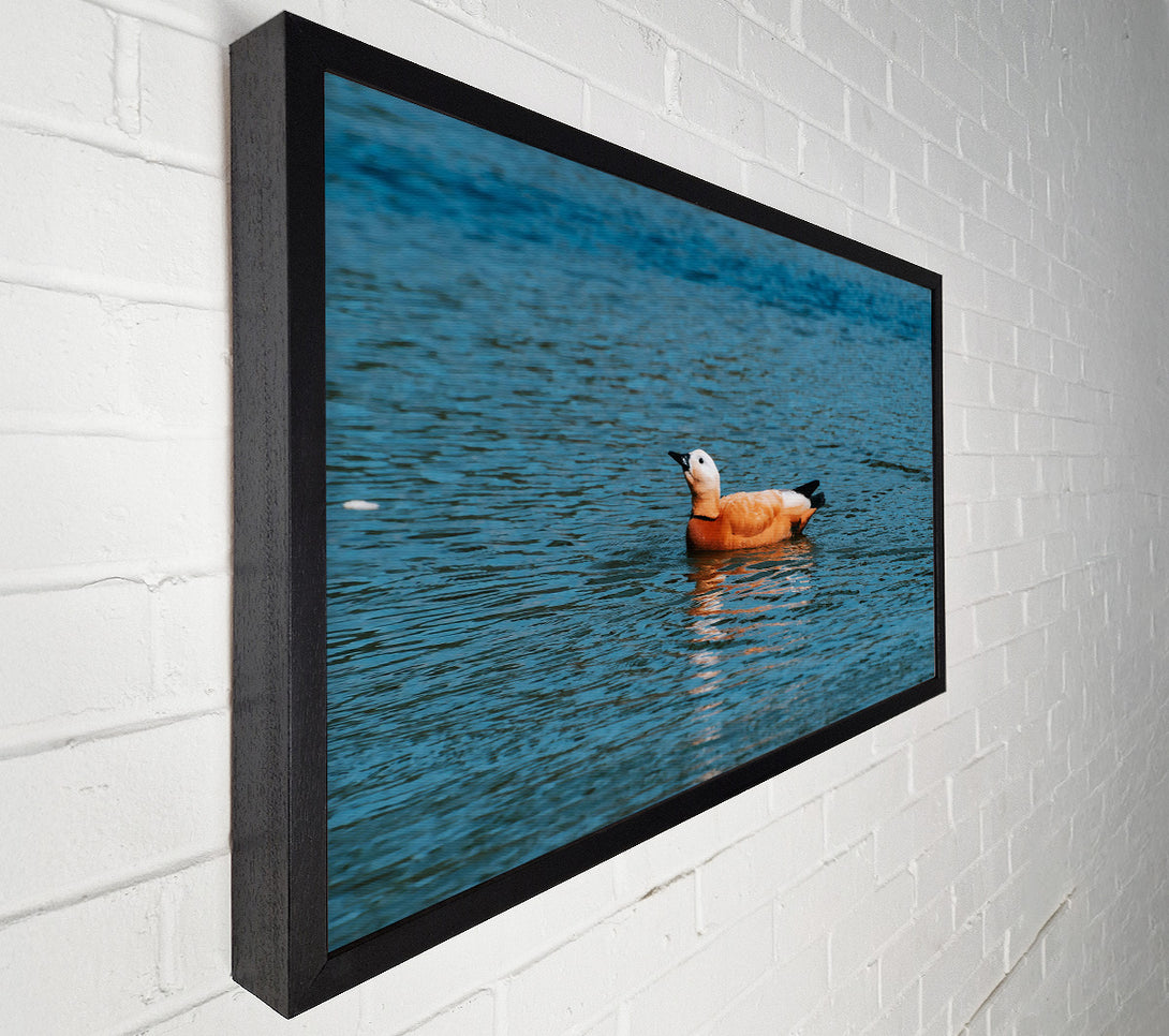  A Canvas Print of Orange Duck In Blue Water Canvas Art