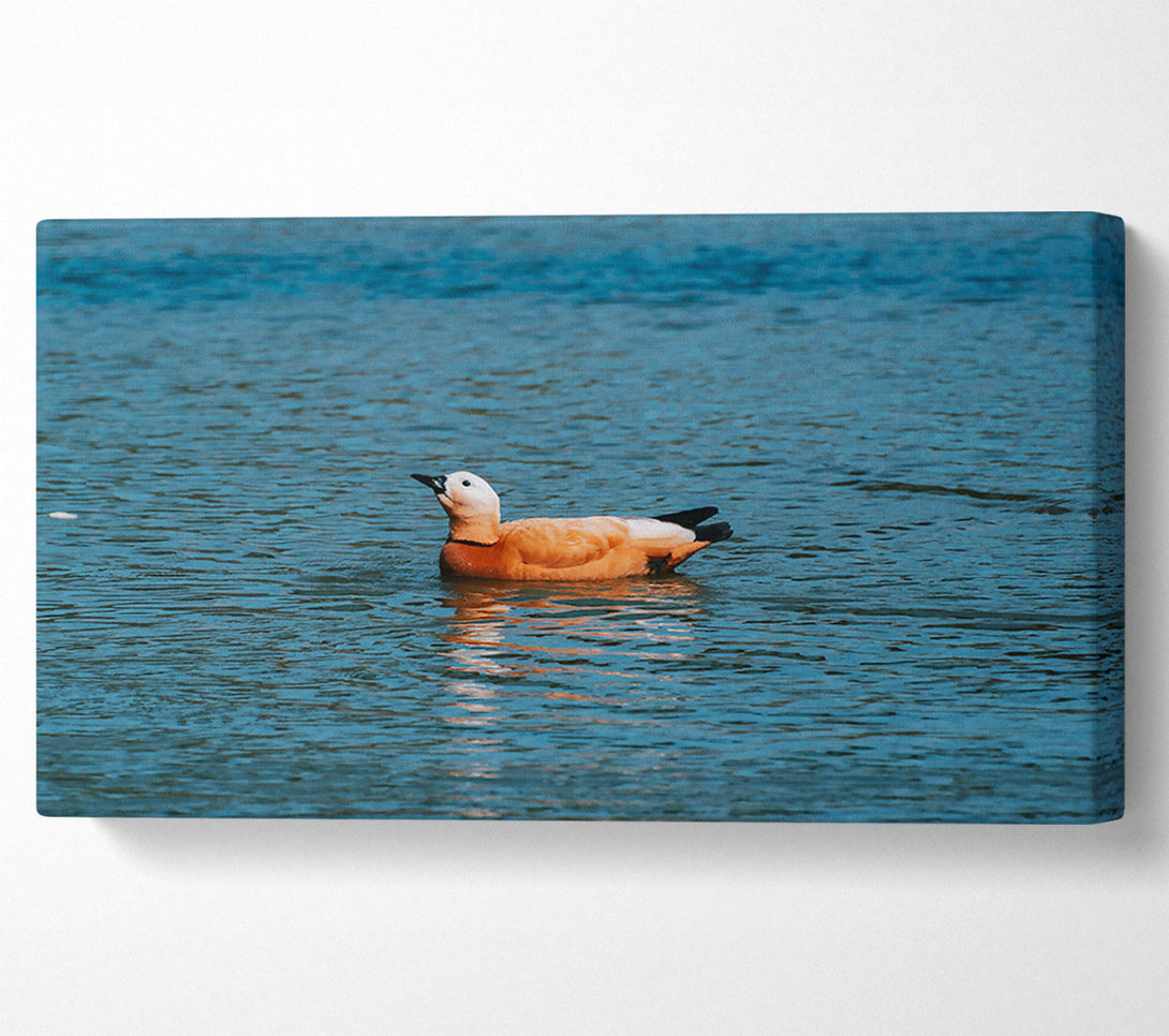  A Canvas Print of Orange Duck In Blue Water Canvas Art