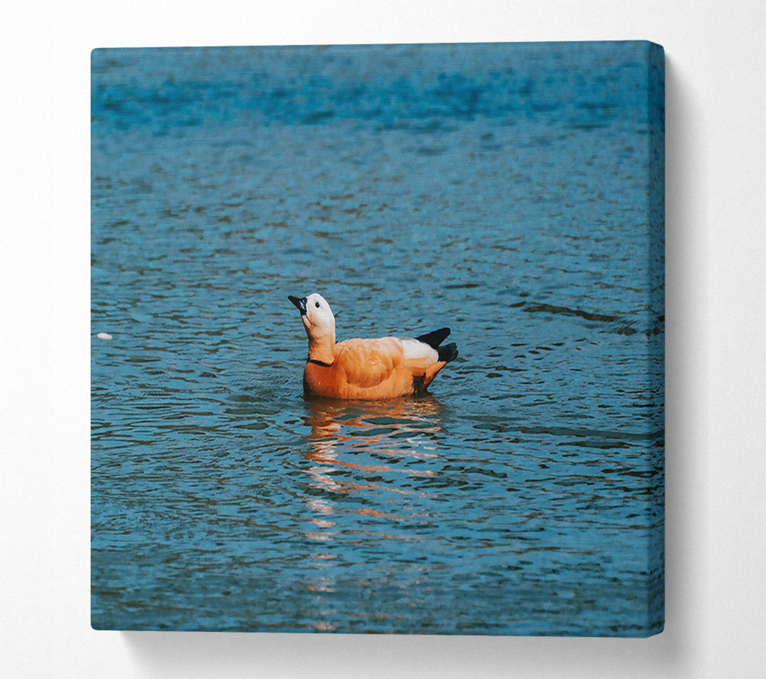  A Canvas Print of Orange Duck In Blue Water Canvas Art