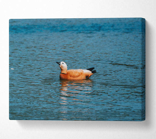 Orange Duck In Blue Water Canvas Art