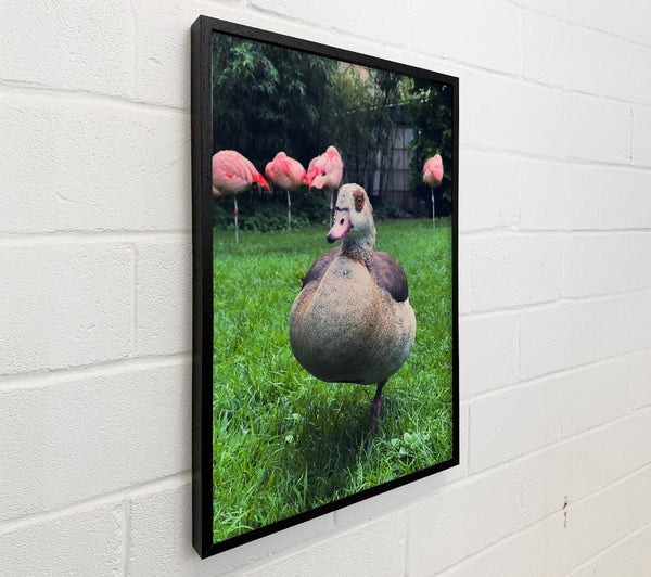 Pink Flamingo'S Friend