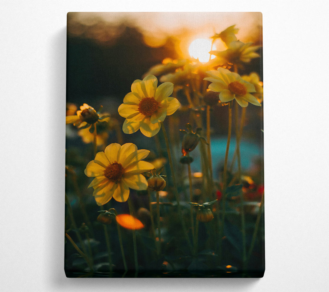  A Canvas Print of Golden Sunset Blooms Canvas Wall Art