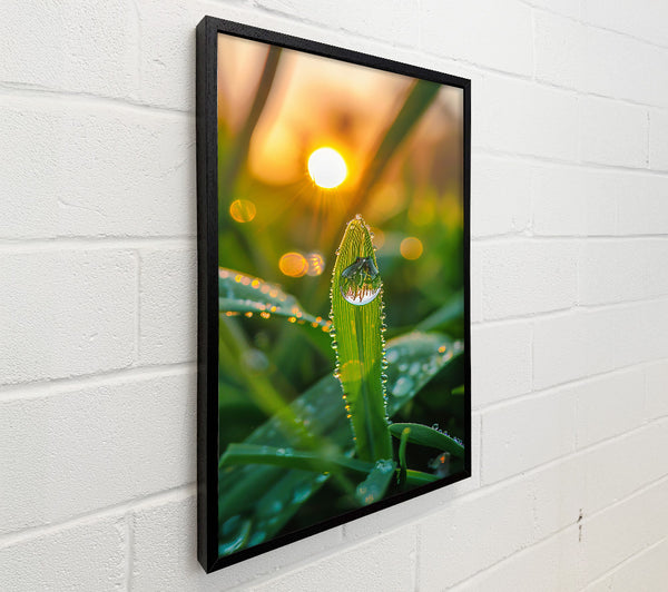 Golden Dewdrop Sunrise