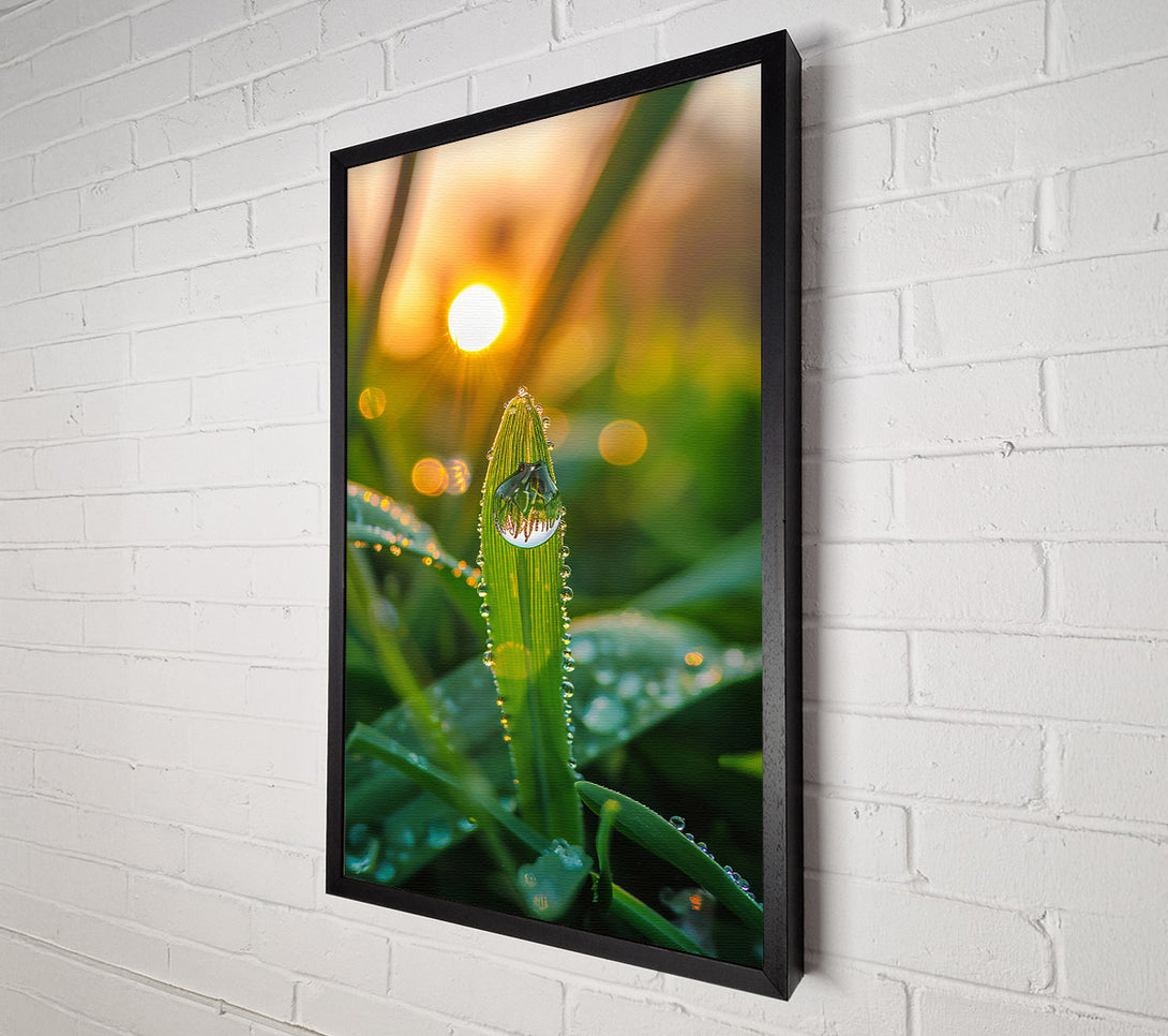  A Canvas Print of Golden Dewdrop Sunrise Canvas Wall Art