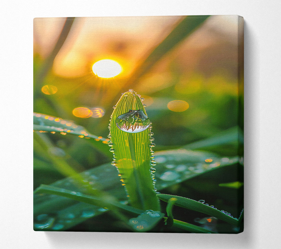  A Canvas Print of Golden Dewdrop Sunrise Canvas Wall Art