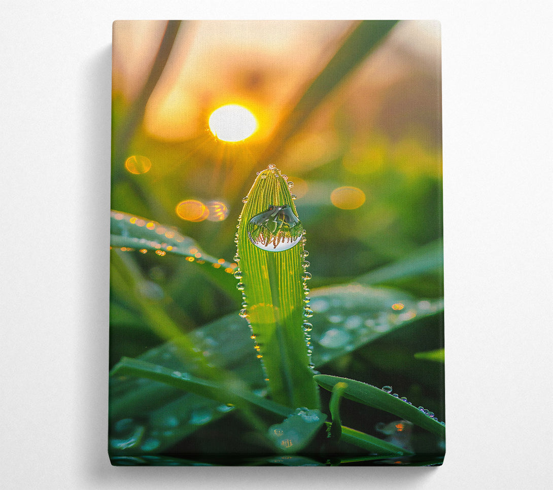 A Canvas Print of Golden Dewdrop Sunrise Canvas Wall Art