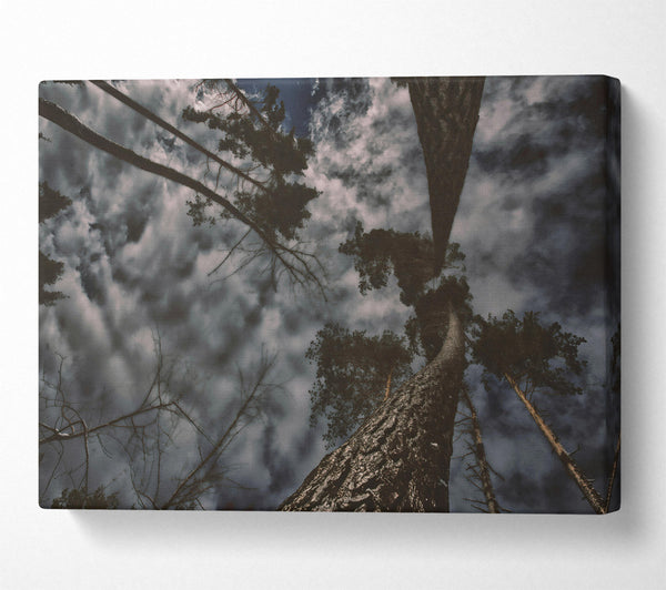  A Canvas Print of Grey Sky Canopy Canvas Wall Art