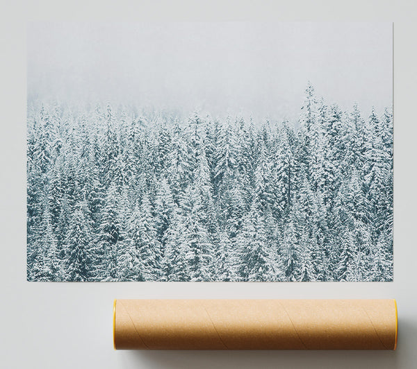 White Powdered Pines Poster