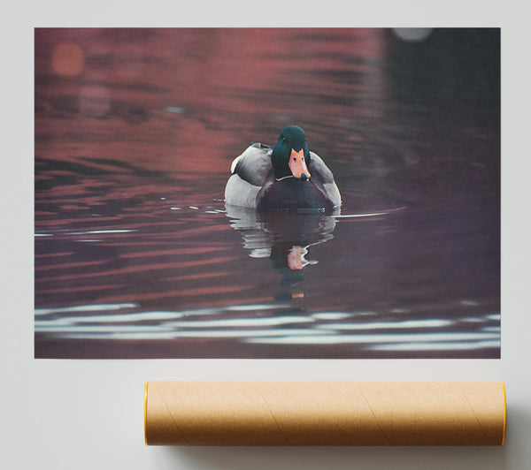 Purple Duck Reflection Print