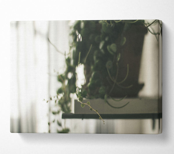  A Canvas Print of Green Hanging Vine Blur Canvas Wall Art