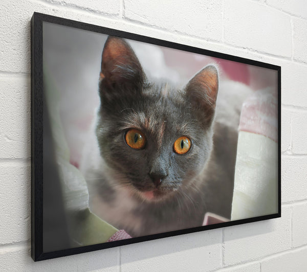 Grey Cat'S Gaze