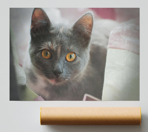 Grey Cat'S Gaze Giclee Print