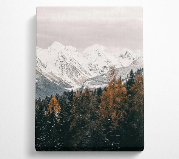  A Canvas Print of White Peaks And Amber Trees Canvas Wall Art