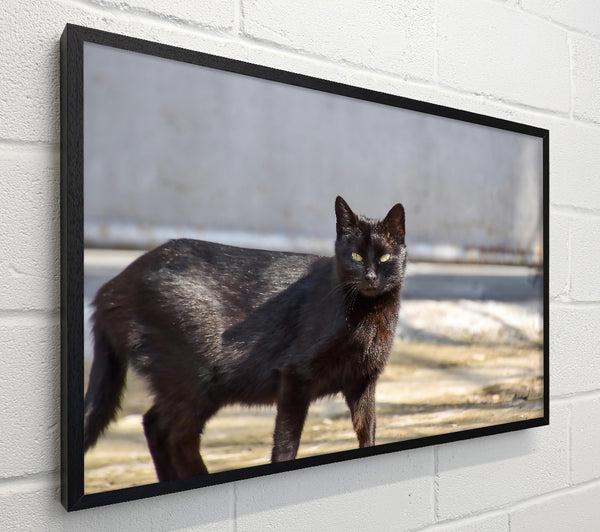 Black Cat In The Sun