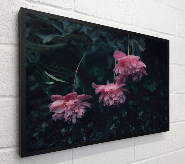 Pink Peony Dreams