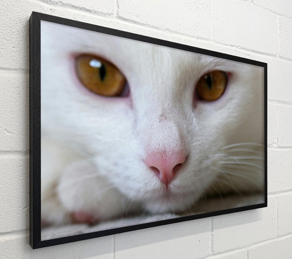 White Cat'S Nose