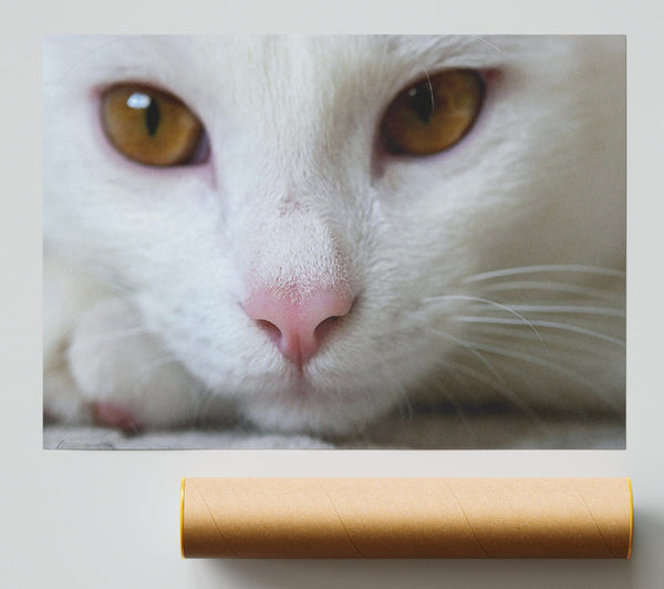 White Cat'S Nose Print
