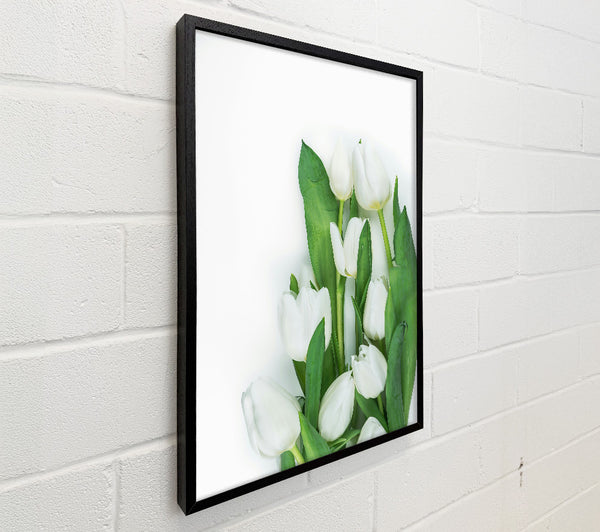White Tulips In Bloom