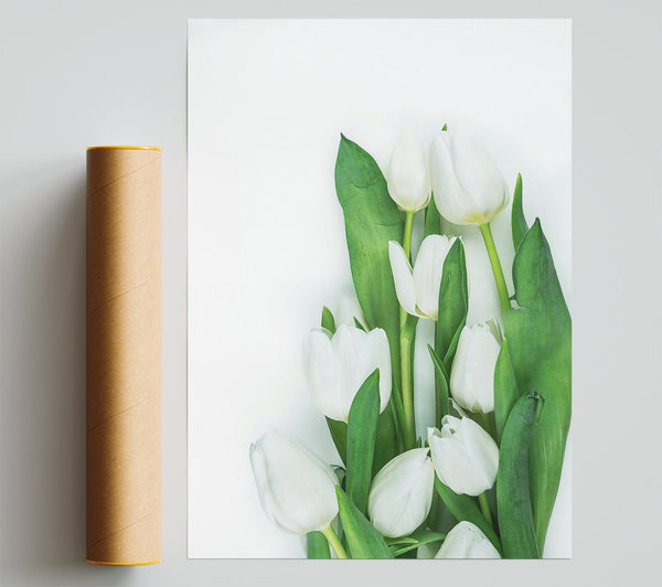 White Tulips In Bloom Giclee Print