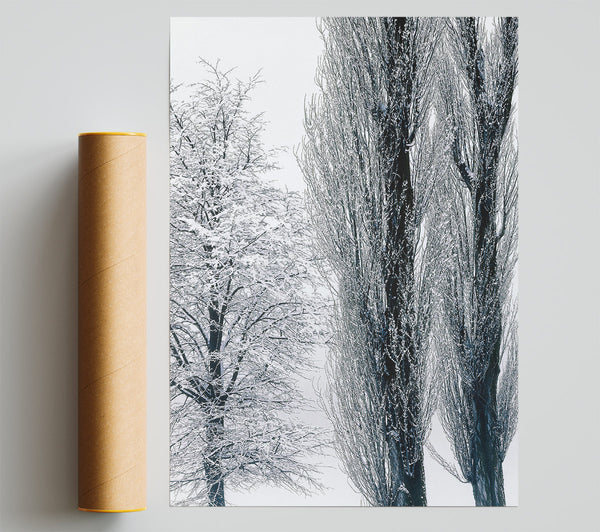 Silvery Winter Trees Print