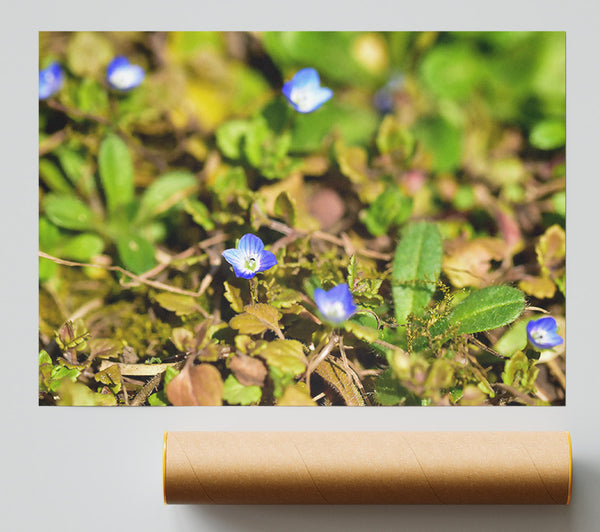 Blue Flowers In Green Poster
