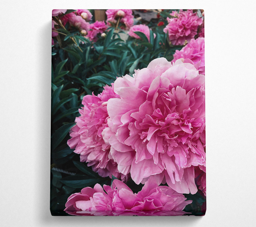  A Canvas Print of Pink Peony Bloom Canvas Print