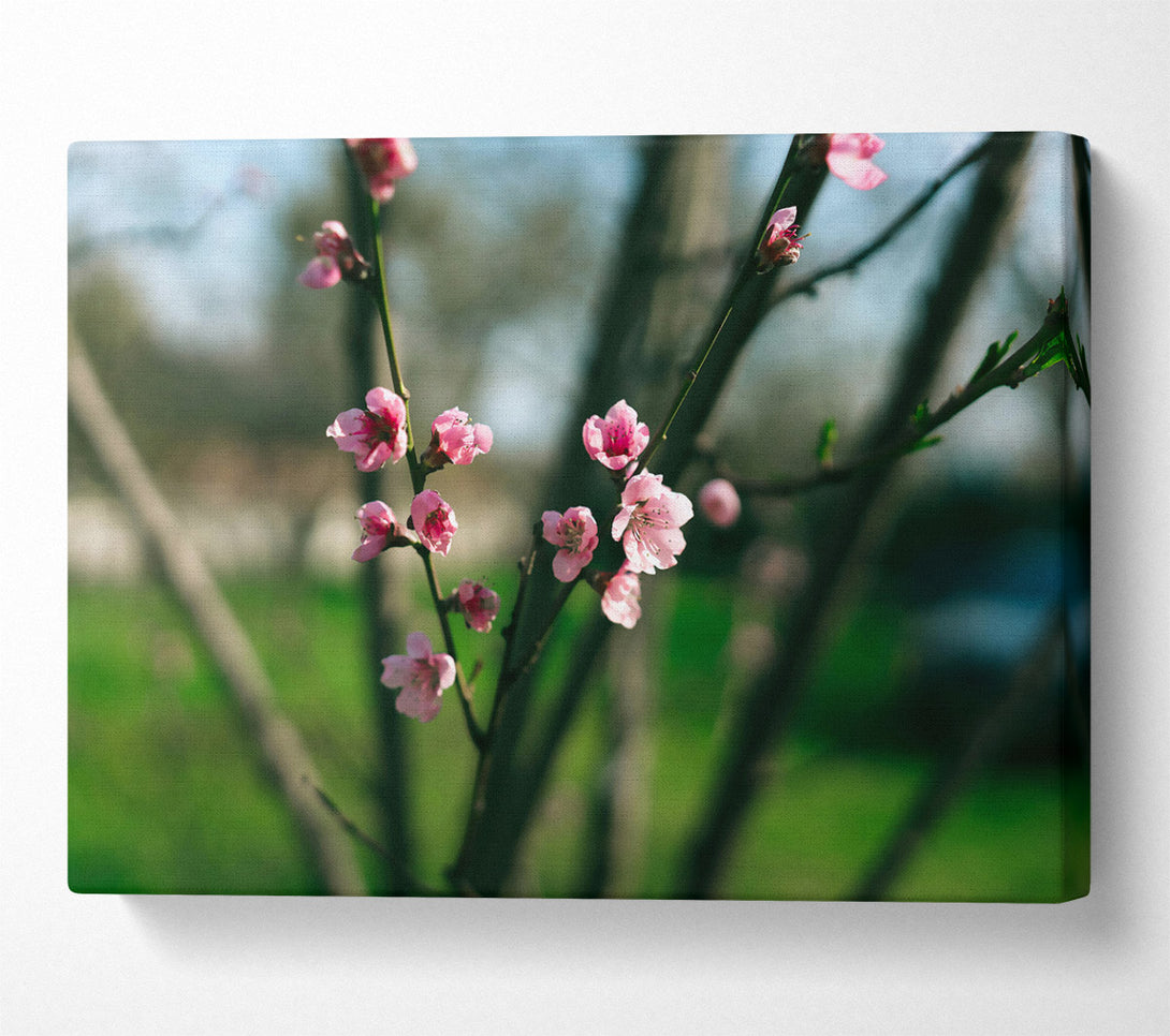  A Canvas Print of Pink Spring Blossoms Canvas Art