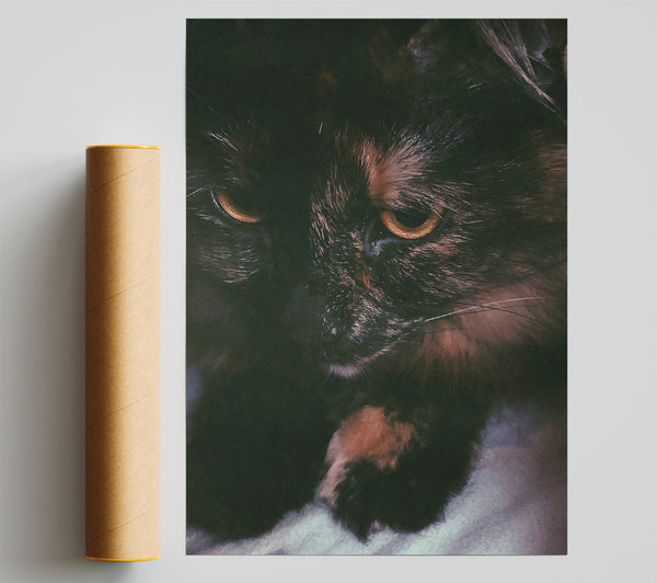 Golden Eyes In Shadow Giclee Print
