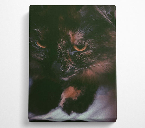  A Canvas Print of Golden Eyes In Shadow Canvas Art